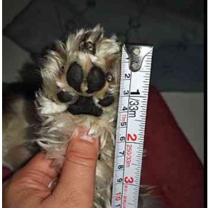 画像10: デコシール 肉球、手形、足型 3cm〜   スワロフスキー®︎・クリスタル使用