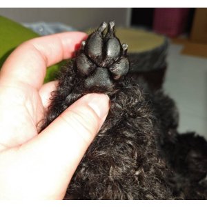 画像8: デコシール 肉球、手形、足型 3cm〜   スワロフスキー®︎・クリスタル使用