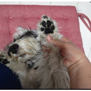 画像9: デコシール 肉球、手形、足型 3cm〜   スワロフスキー®︎・クリスタル使用