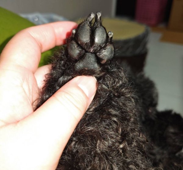 画像8: デコシール 肉球、手形、足型 3cm〜   スワロフスキー®︎・クリスタル使用 (8)