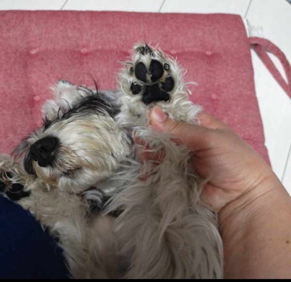 画像9: デコシール 肉球、手形、足型 3cm〜   スワロフスキー®︎・クリスタル使用 (9)